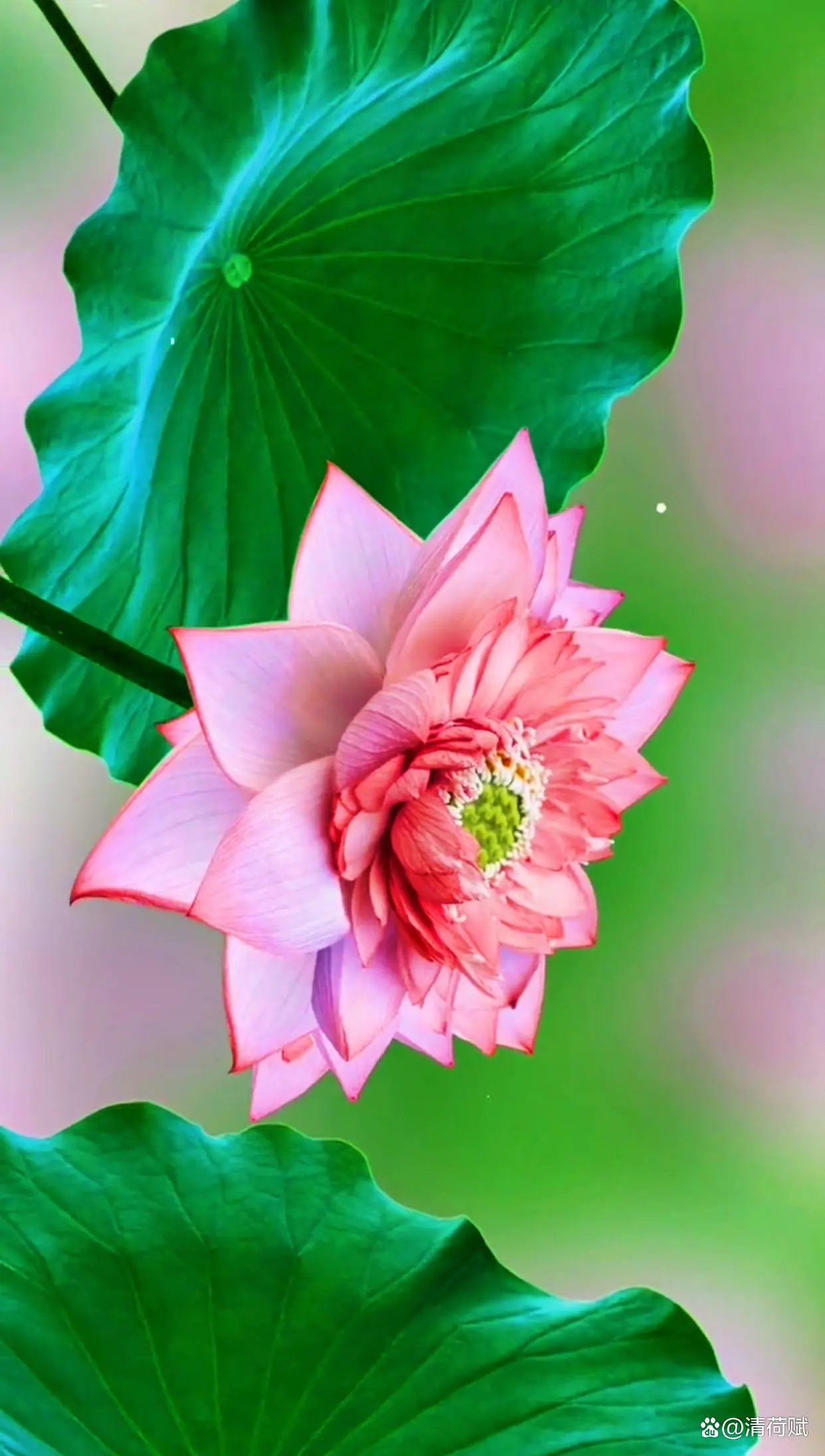【华夏好诗词】分享 青青河边草《鹧鸪天•大暑吟》请欣赏（图14）