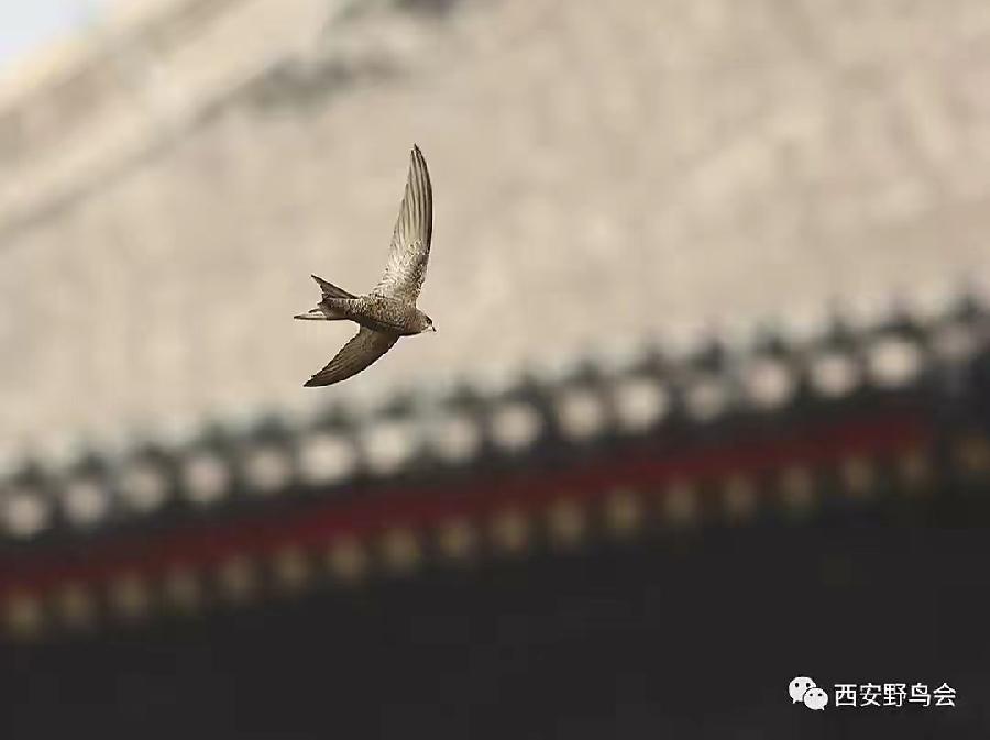《博骥先生-诗选》（图7）