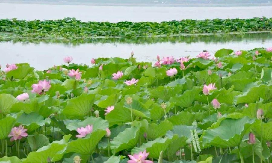 于永鹏诗歌《美丽鹤岗，为百岁畅想》主播：香乡 编辑：香乡【北疆头条】（第256期）（图4）