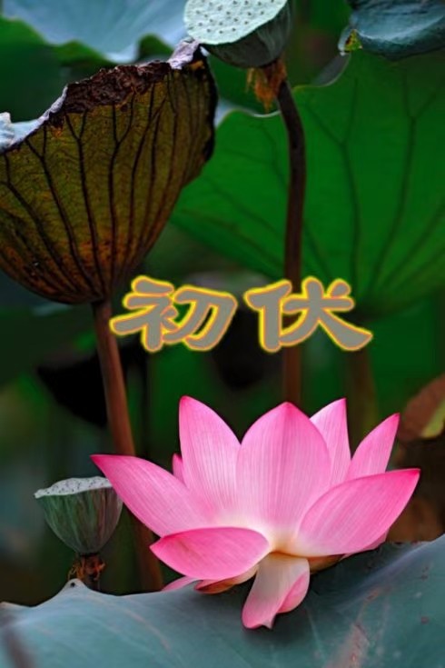 路过夏天(外七首)文/红叶〔甘肃庆阳〕〖冰心文化传媒〗主编冰心(图9)