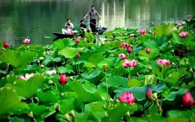 [北京头条]江苏盱眙诗人刘文亚老师的精美专辑(第九十期)（图8）