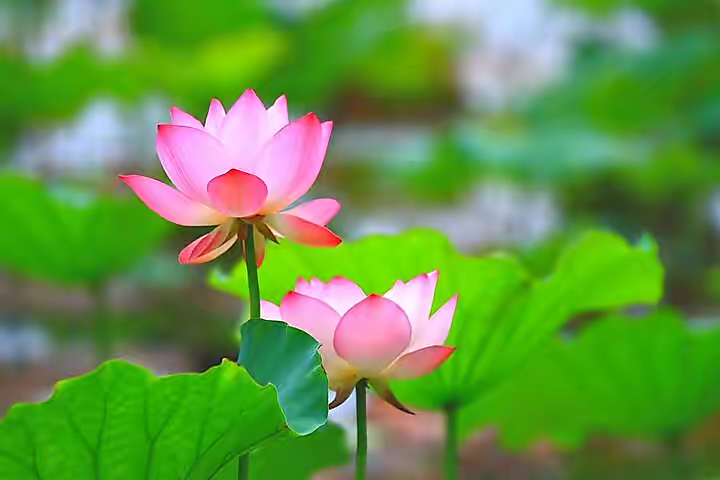【新诗大观】我有一池莲||文/孟宪法