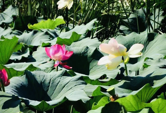 【英国文学】精品朗诵《夏荷灼灼诗韵怡》(组诗)作者|落红留丹、朗诵|一泓清泉(图8)