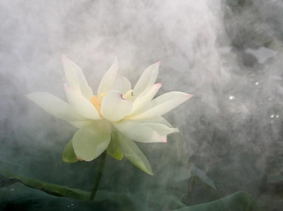 题图雾中荷影，唱和精彩纷呈！（图4）