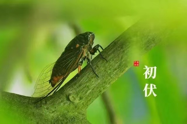 【海外头条】消夏格律诗词三阙作者/惟吾德馨(北京)(图3)
