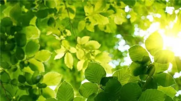 【海外头条】消夏格律诗词三阙作者/惟吾德馨(北京)(图4)