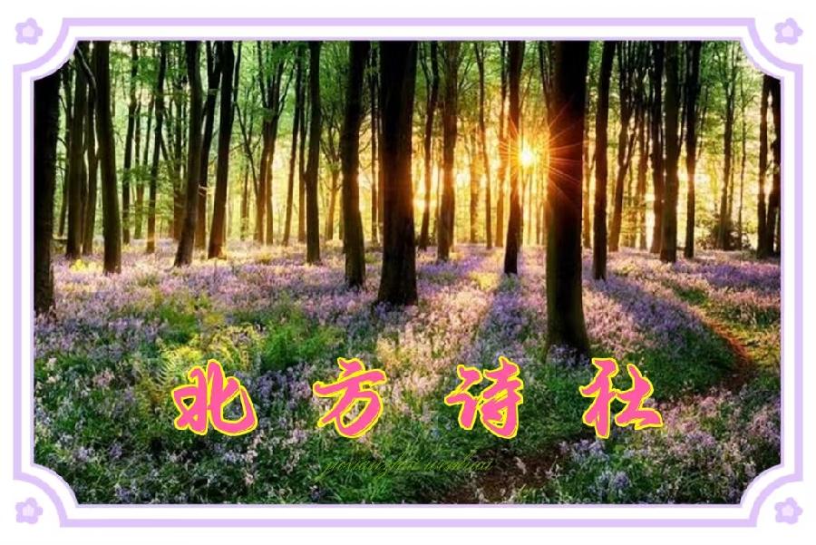 【北方诗社】隆重推介 裴龙兵《七律•观荷悟道》主播/红叶*编辑 上元&总第1459期