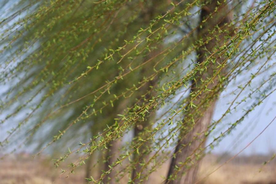 白丽芬.四律《雨至》（原创首发）（图4）
