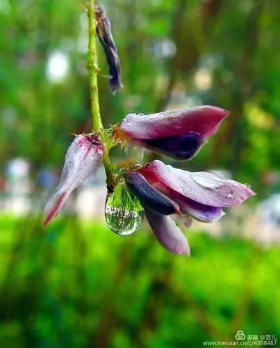 [北京头条]《七月的雨》作者/雨下罗加，主播/柔荑（图2）