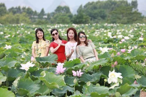 【经典推荐】杜爱莲老师//观荷塘作品展｛四首｝（图3）
