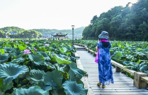 【经典推荐】杜爱莲老师//观荷塘作品展｛四首｝（图13）