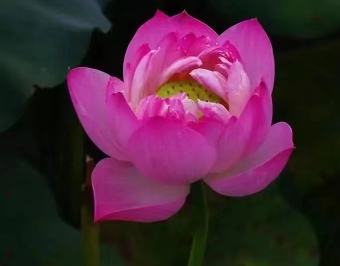 林耀平引人深思《心善缔生王道》丨韵芘胡桂芹感怀二章丨中国桂林都市文学社758期（图13）