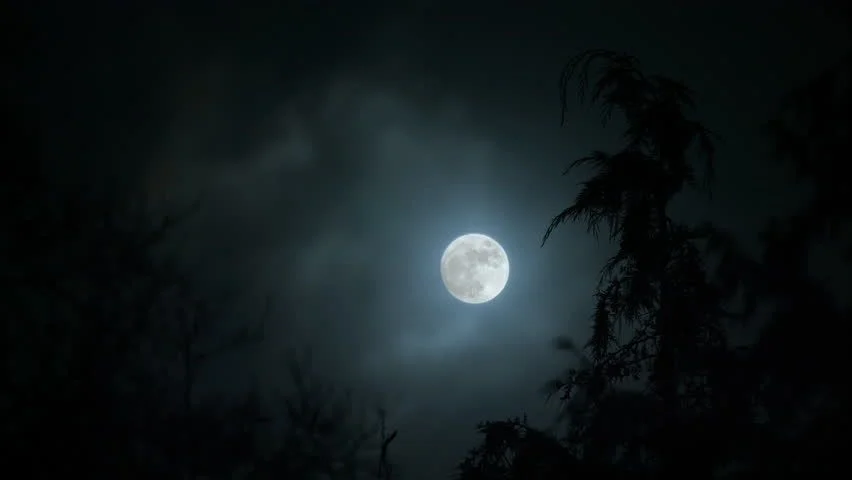 【海外诗译】精品双语合诵《黑夜悲情》文｜贾金桃、译｜静好、审｜任诚刚、合诵｜面对大海、上善若水和薇薇（图5）