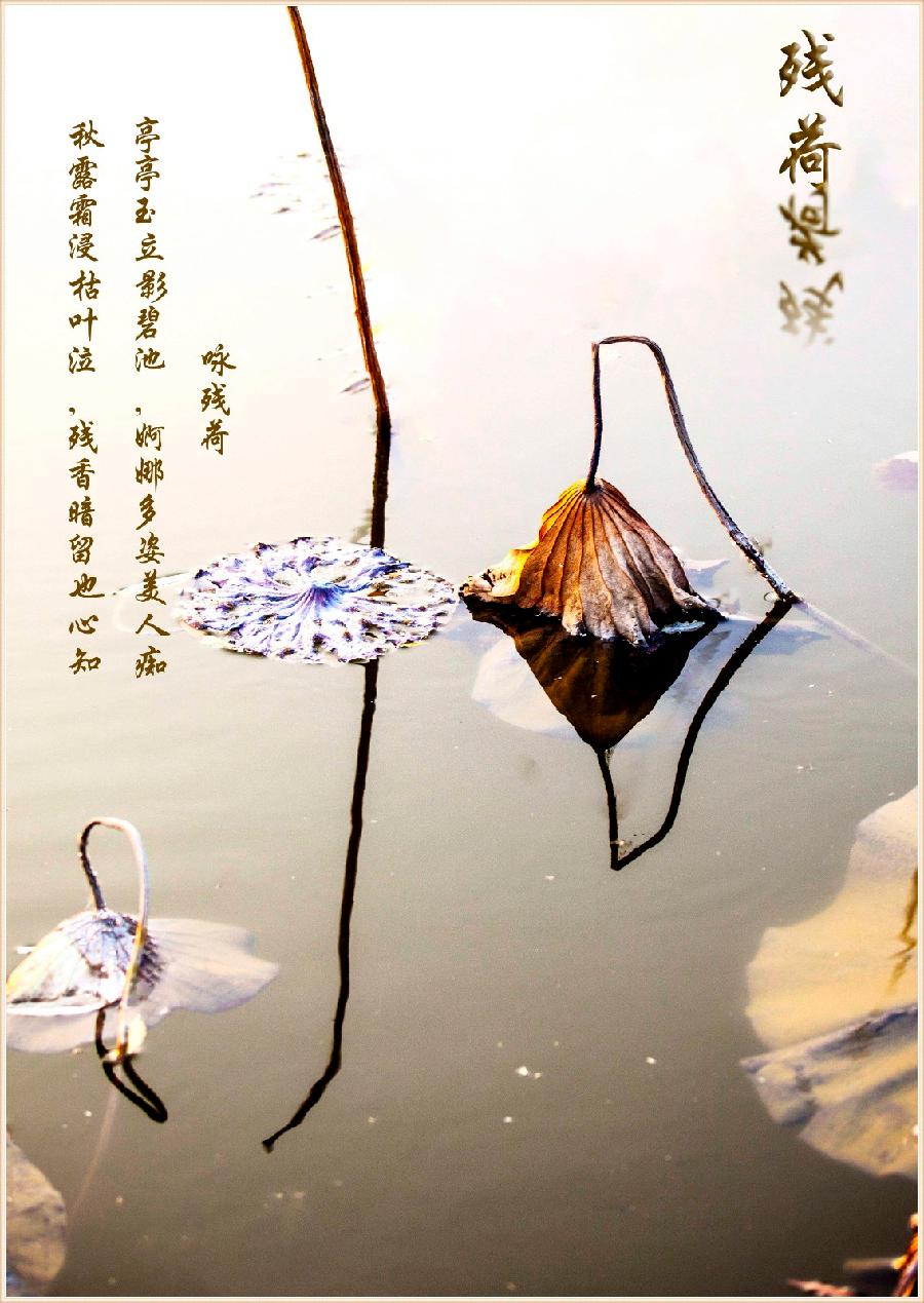 《残荷》作者: 闫明辉【诵读:金牌主播 李秀波】【华人诗者联盟】[诗者★雅声]总第二百六十九期♬（图3）