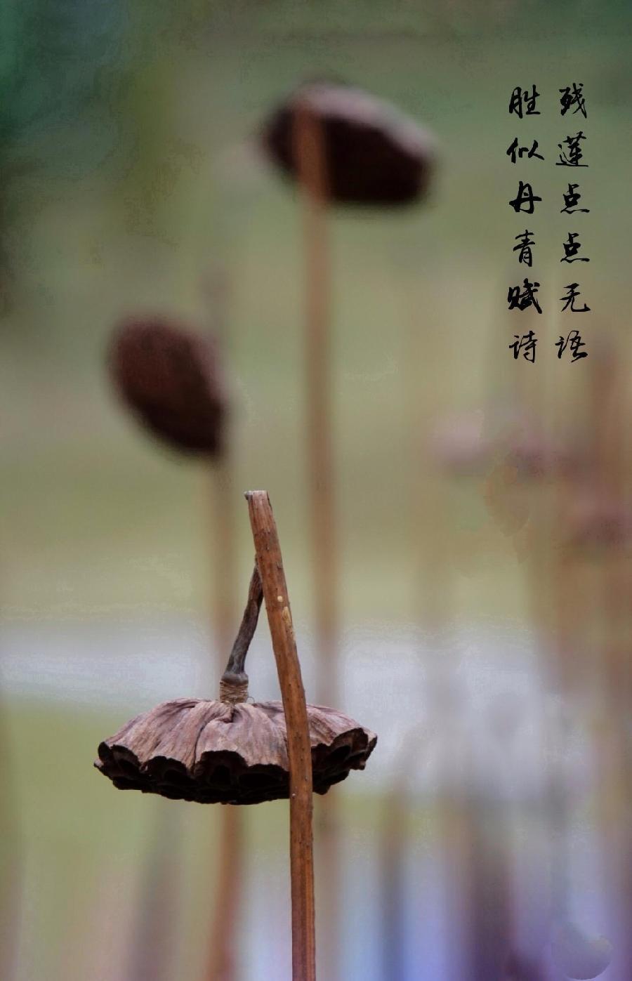 《残荷》作者: 闫明辉【诵读:金牌主播 李秀波】【华人诗者联盟】[诗者★雅声]总第二百六十九期♬（图5）