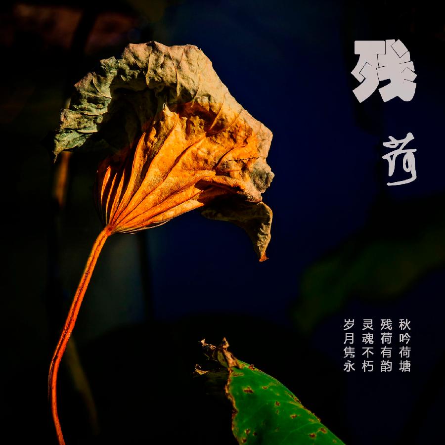 《残荷》作者: 闫明辉【诵读:金牌主播 李秀波】【华人诗者联盟】[诗者★雅声]总第二百六十九期♬（图4）