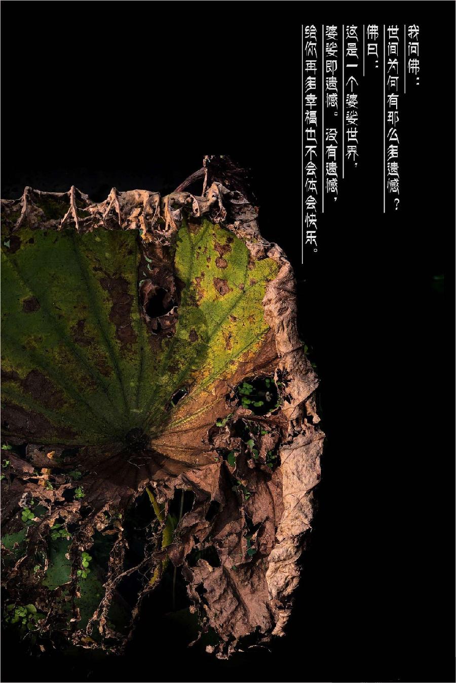 《残荷》作者: 闫明辉【诵读:金牌主播 李秀波】【华人诗者联盟】[诗者★雅声]总第二百六十九期♬（图6）