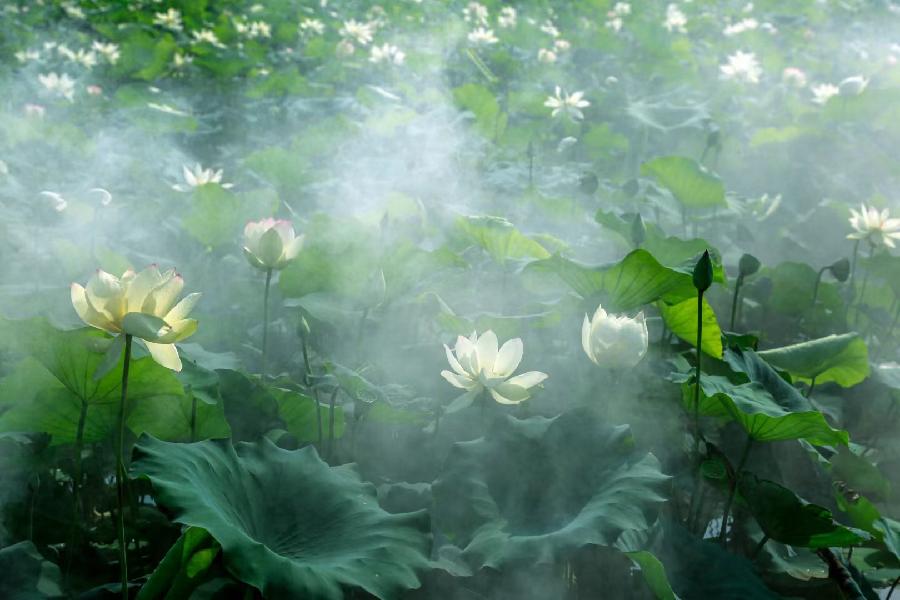 题图雾中荷影，唱和精彩纷呈！（图7）