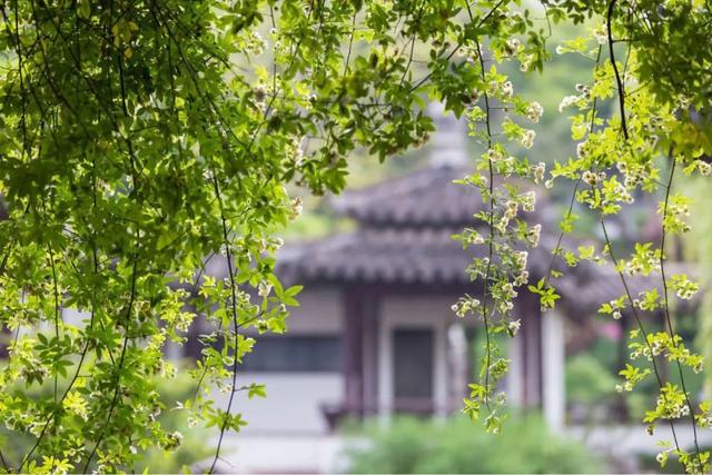 【明心文学】拜托明天 作者/老孙 主播/花之语（图3）
