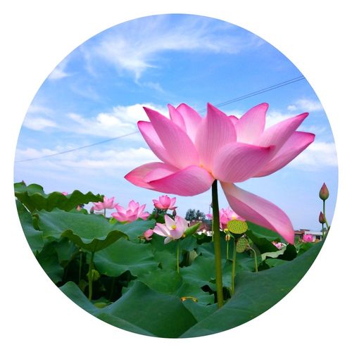 【新山东文学社】《荷塘依旧不缺我的梦》作者/褚向平 主播/海豚（图3）