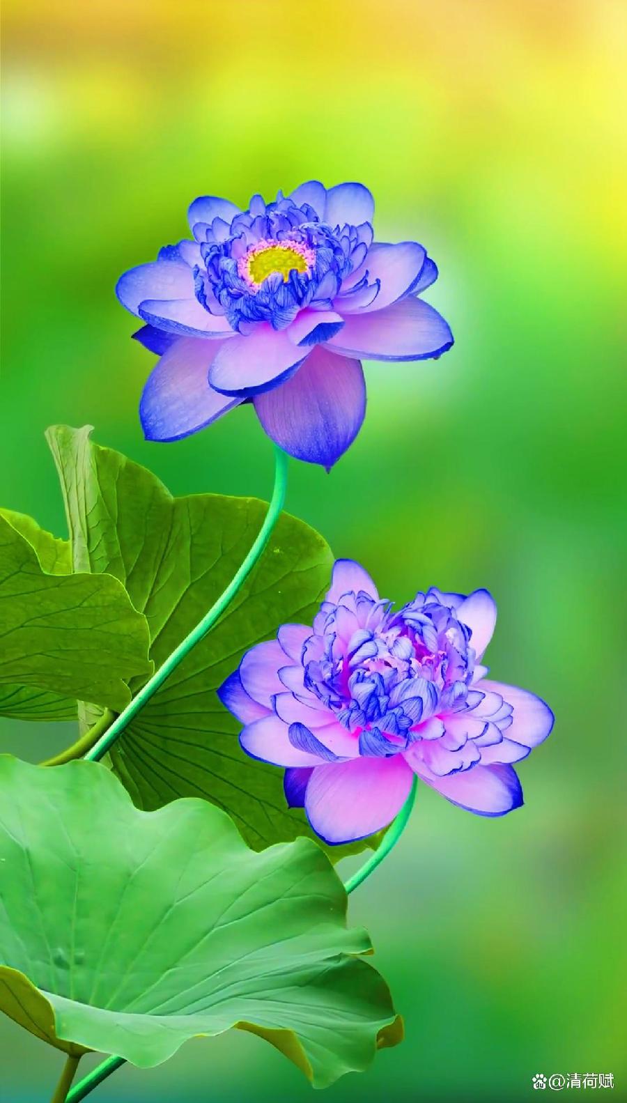 【华夏名篇】分享黄兴民《七律•金顶》外一首请欣赏（图16）