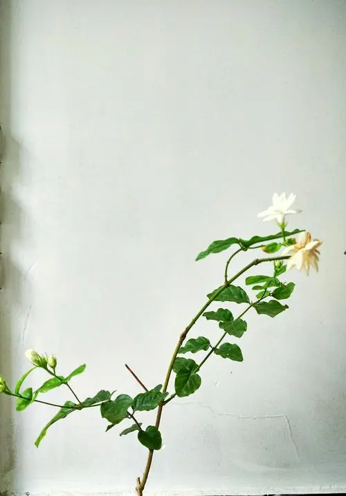 [桃源国际诗歌馨声]苦夏|作者:王佐臣（上海）主播:彩红[总1140期]（图7）