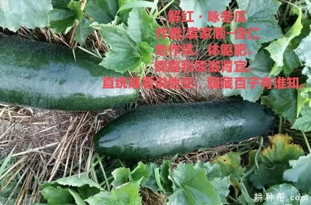 袁家顺-佳仁（上海）文/朱继奋文／陶峰〔三人组诗〕【冰心文化传媒】（图5）