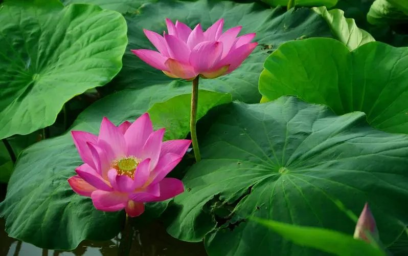 杨玉才:水调歌头·探荷(词林正韵)(外四首)(图12)