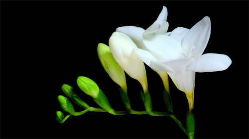 《悼念肖飞诗友诗文联专辑（二）》——（泸州叙永扎西等地众诗友）（图9）