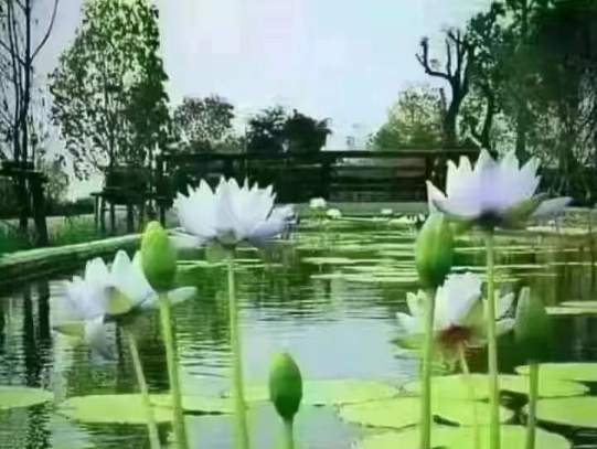 七律 时吟文/希望在明天(湖南)（图2）