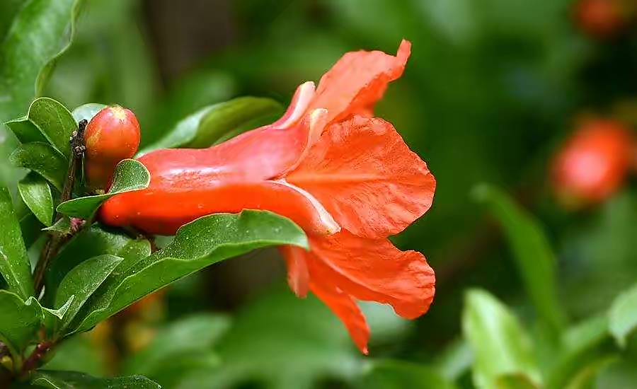 【新诗大观】夏，延续着绚烂||文/宋茂林