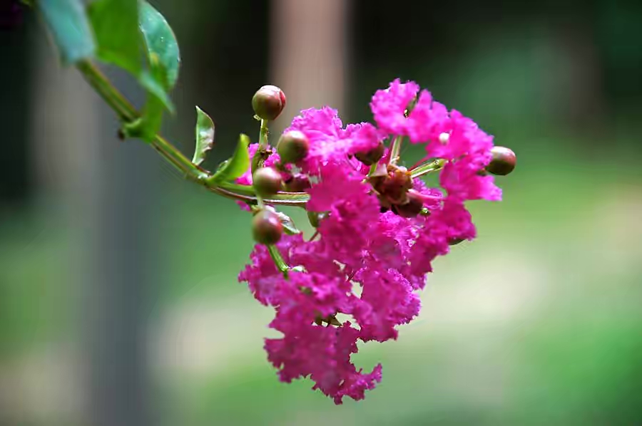 【新诗大观】夏，延续着绚烂||文/宋茂林（图2）