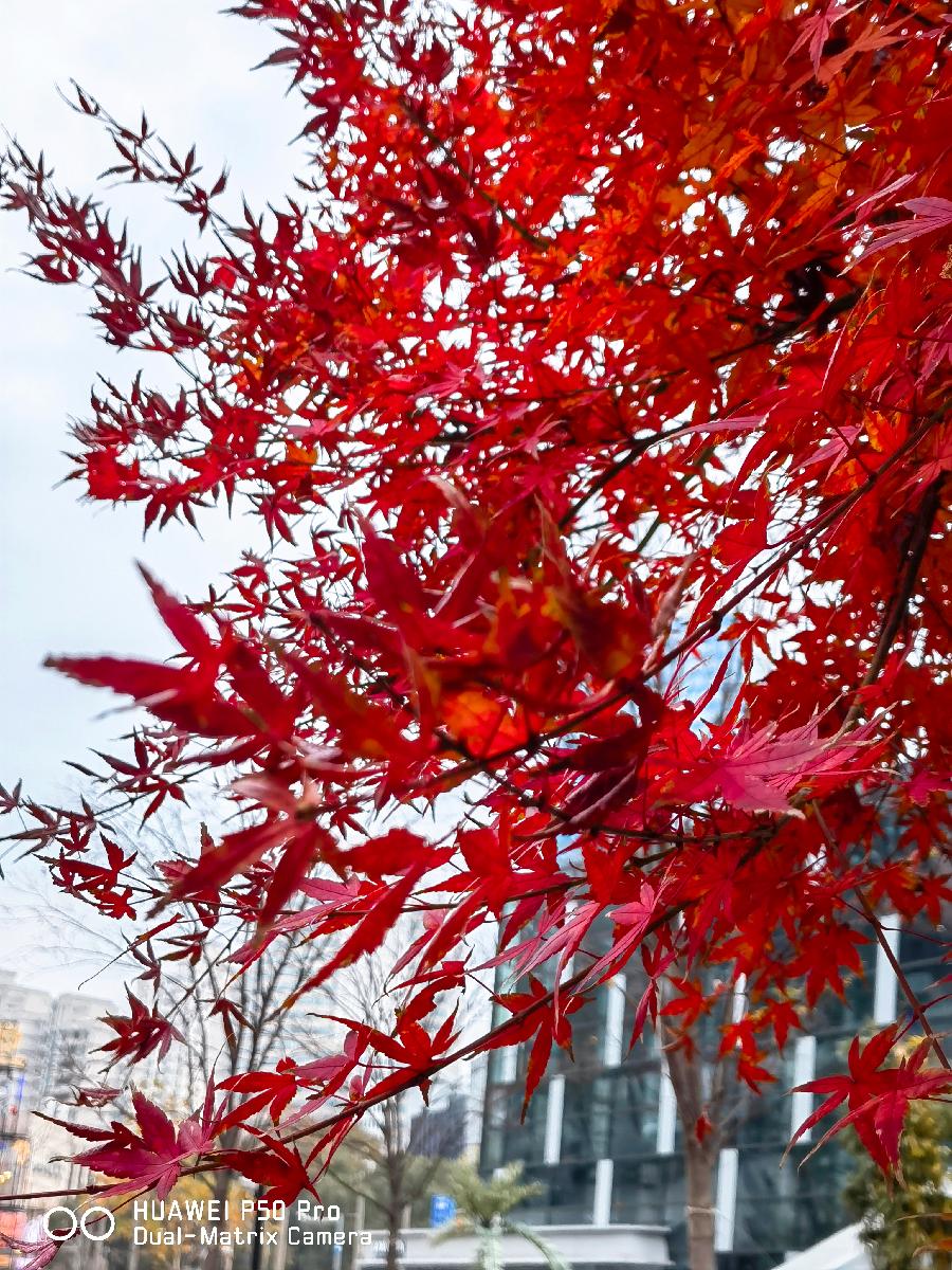 【方圆朗诵会专场】诵读:黑水龙吟朗诵团【黑水龙吟】【第540期】(图7)