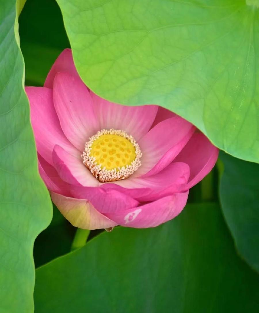 《悼念肖飞诗友诗文联专辑（二）》——（泸州叙永扎西等地众诗友）（图83）