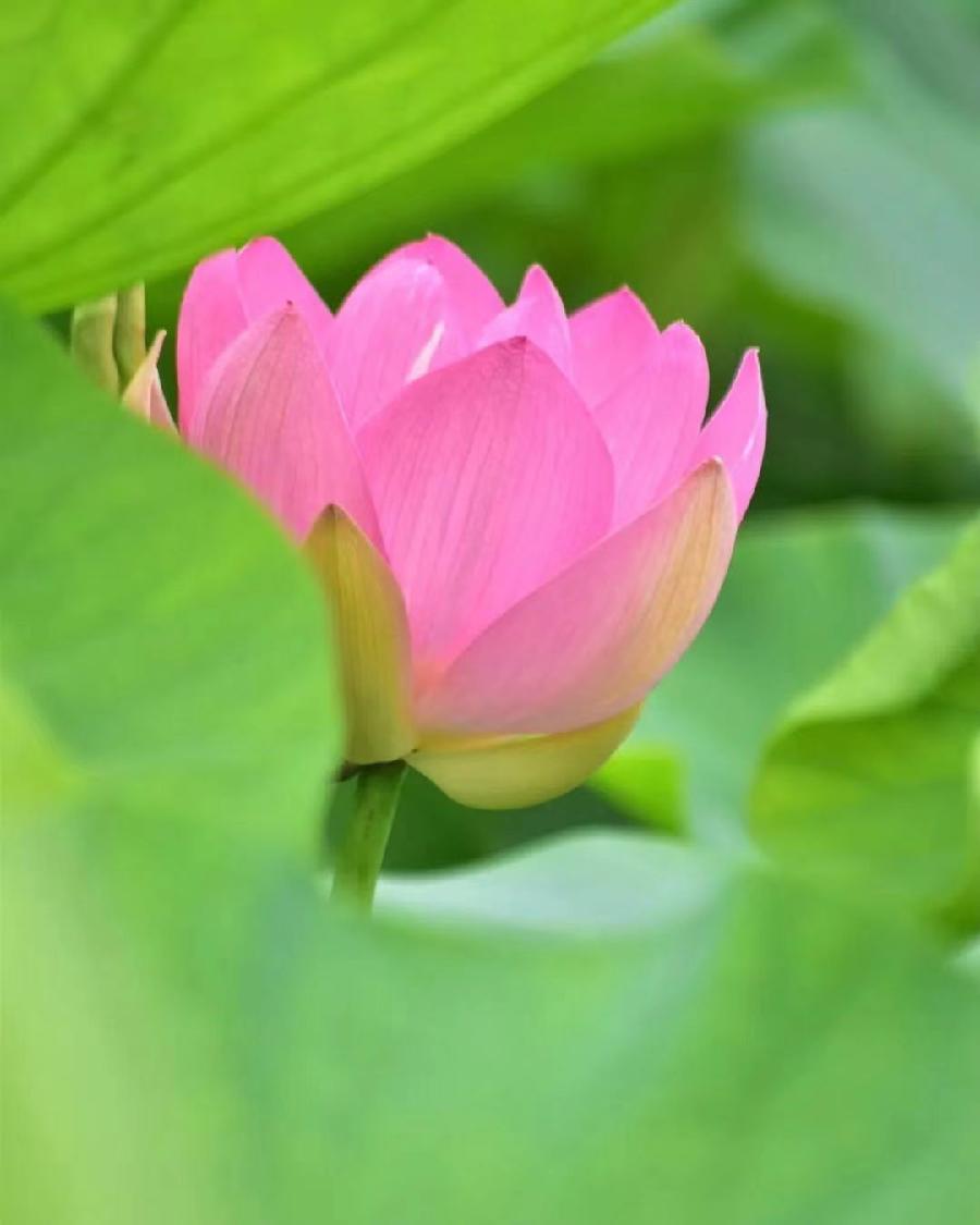 《悼念肖飞诗友诗文联专辑（二）》——（泸州叙永扎西等地众诗友）（图84）