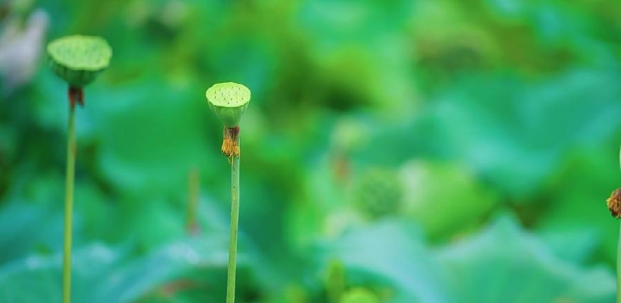 《悼念肖飞诗友诗文联专辑（二）》——（泸州叙永扎西等地众诗友）（图85）