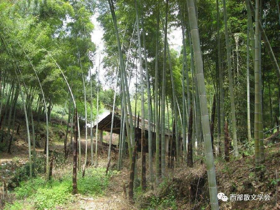 望 乡 (两篇) 文/刘寒霖(图2)