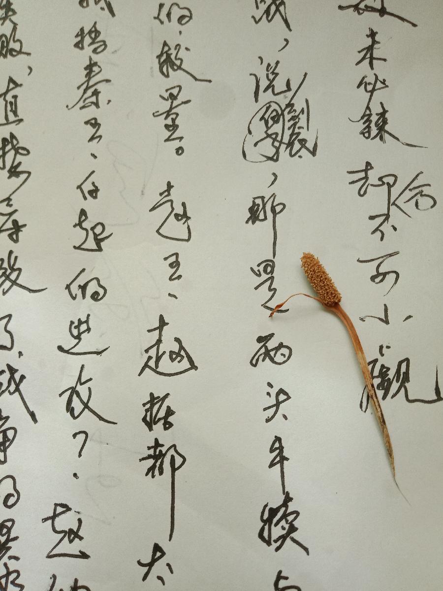 切莫宠鼠