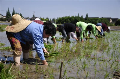 [紫罗兰文学社-木兰诗社]都刊第023期 Ⅱ 山谷多情常带雨 田园有意自吟风（图12）