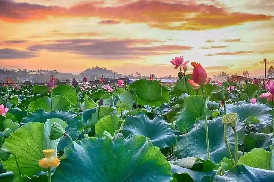 《袁宗儒-诗选》（图5）