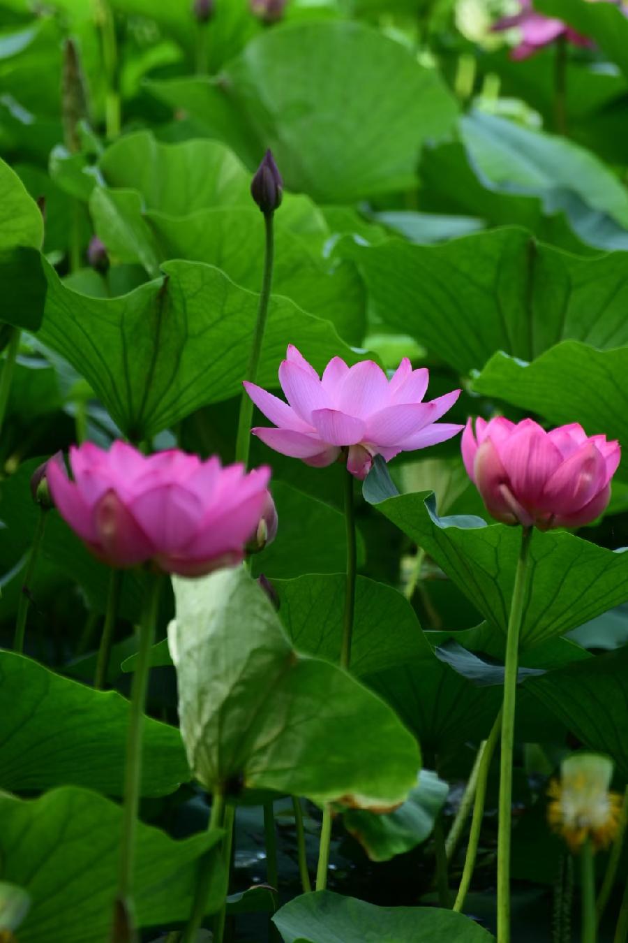 無為摄影《荷》(图6)