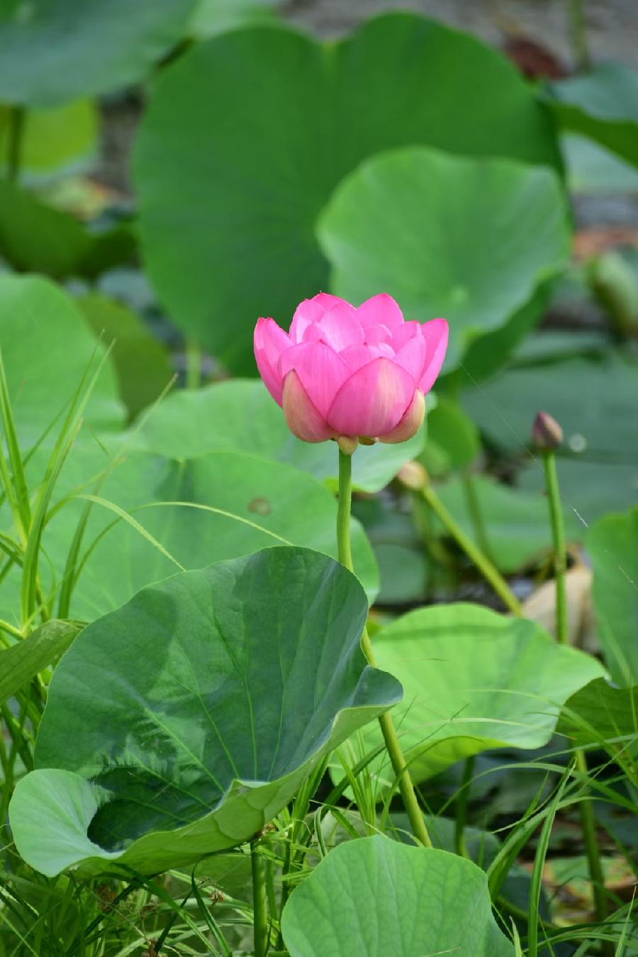 無為摄影《荷》(图5)