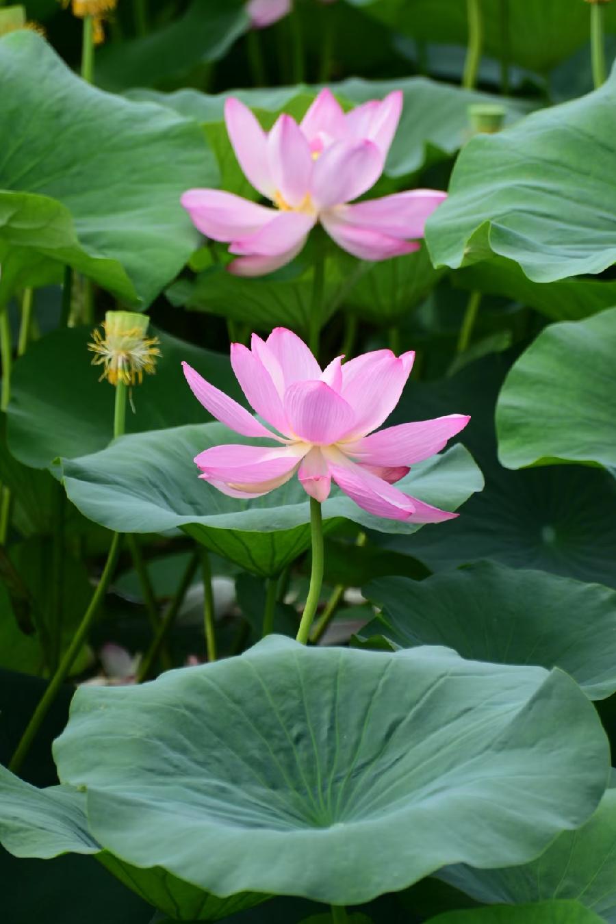 無為摄影《荷》(图4)