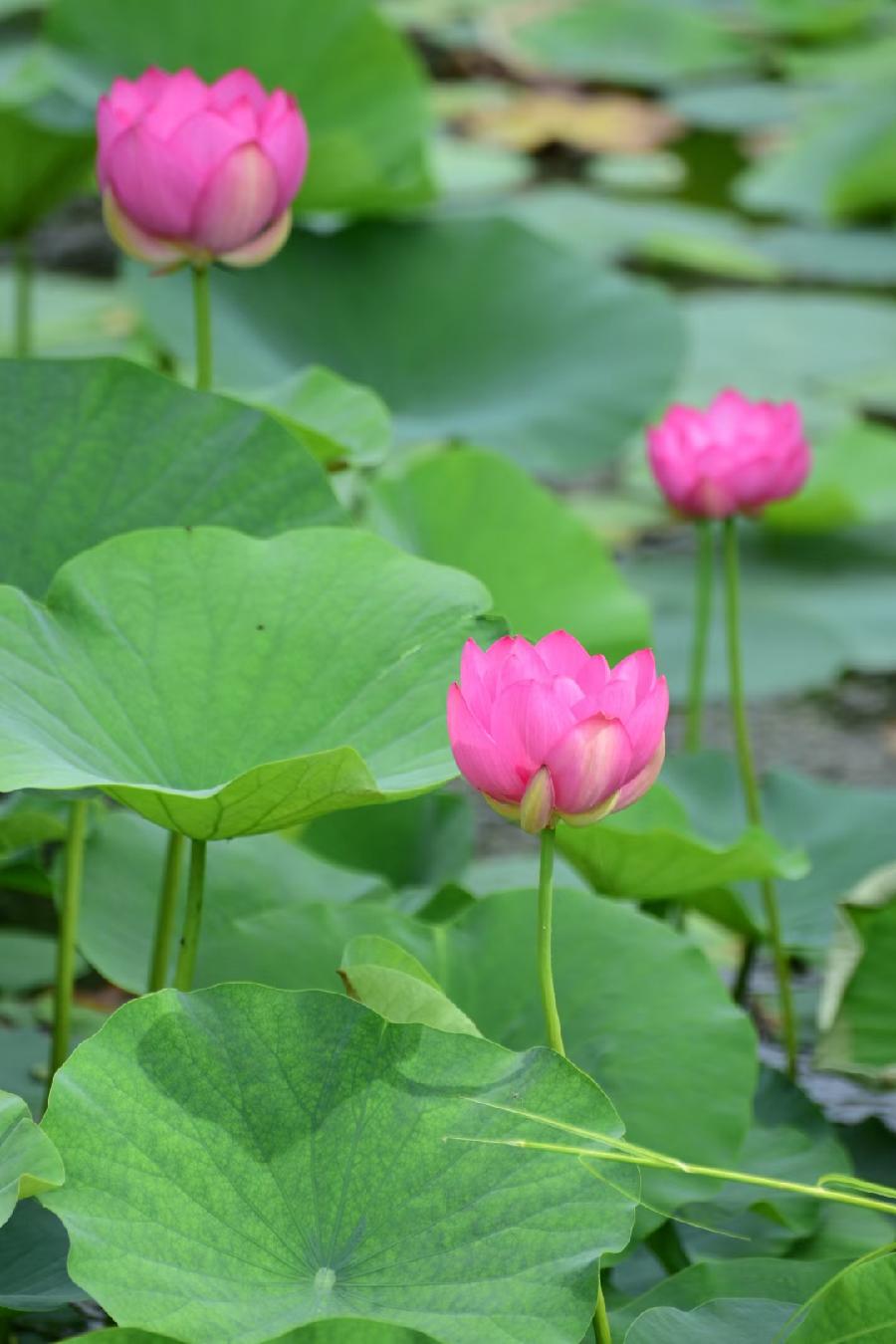 無為摄影《荷》(图7)