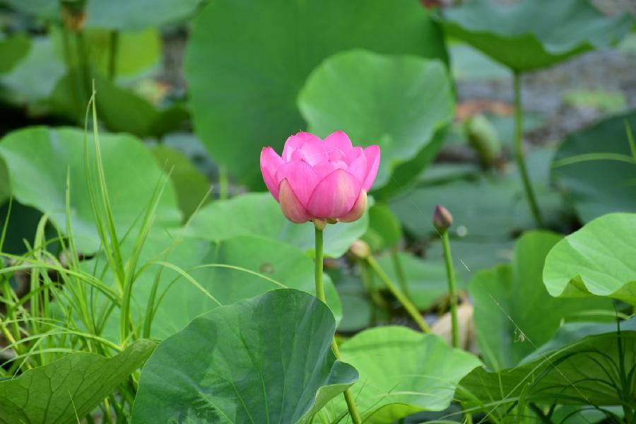 無為摄影《荷》(图14)