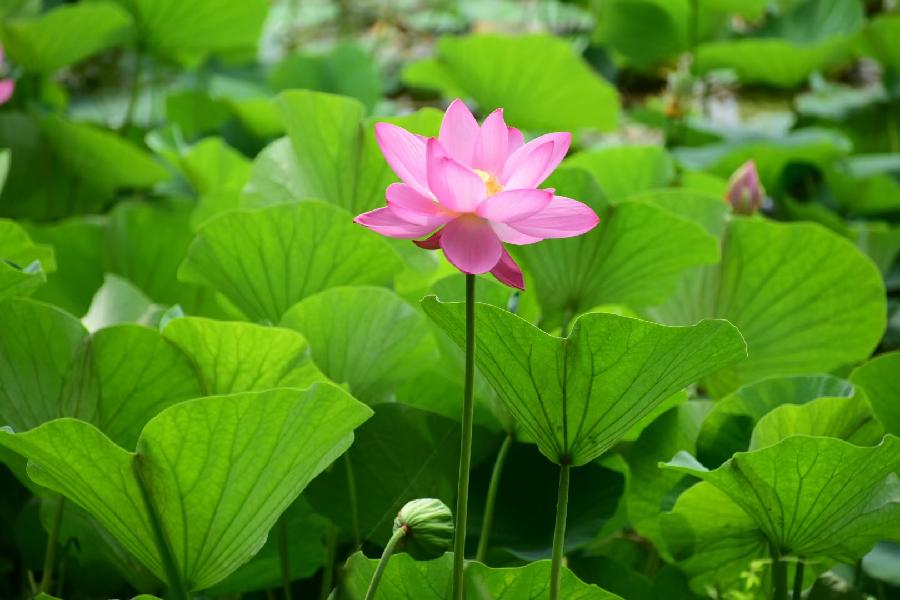 無為摄影《荷》(图13)