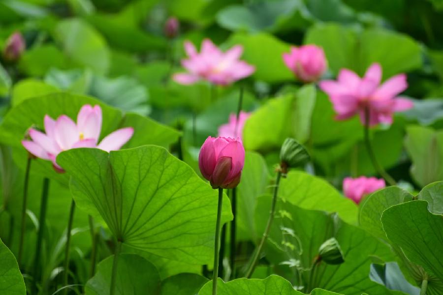 無為摄影《荷》(图18)