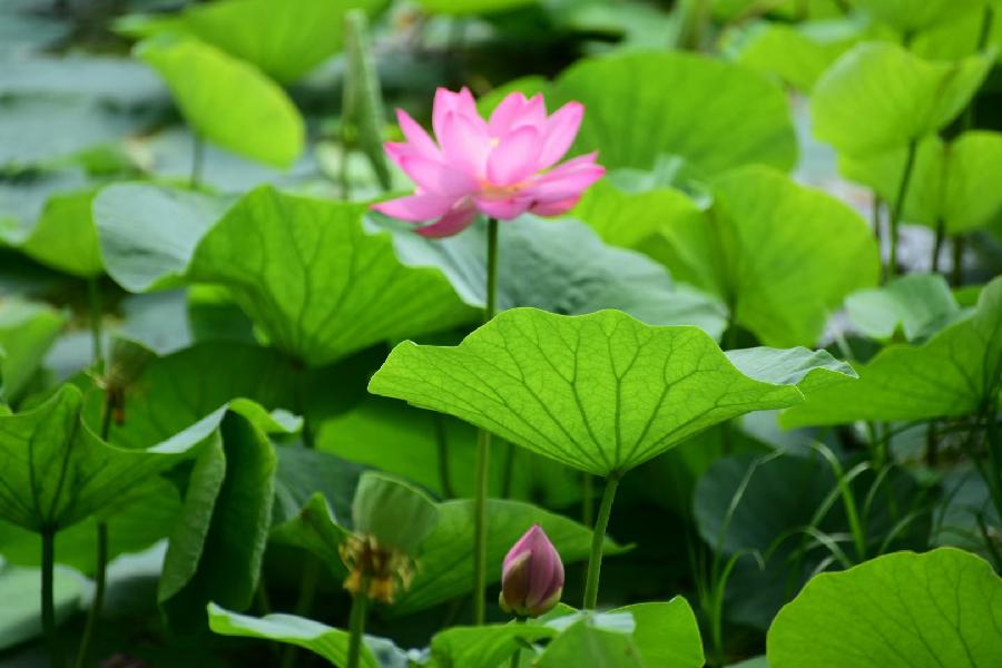 無為摄影《荷》(图20)