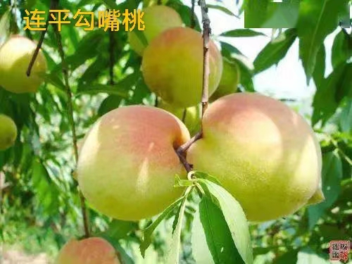 【神州源流诗苑】第701期[优秀现代诗]（含其他）周刊（图6）