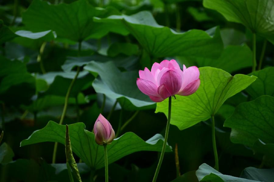 無為摄影《荷》(图26)